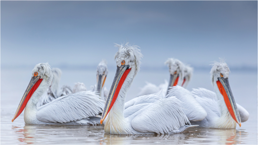 Leader of the Pack - Dalmatian Pelicans 02210
