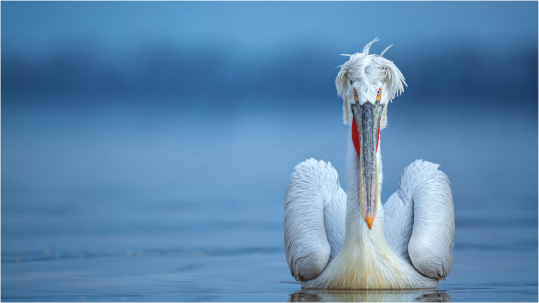 The Look - Dalmatian Pelican 02380