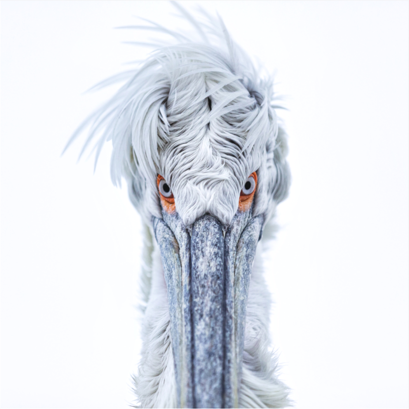 Staredown - Dalmatian Pelican 06960