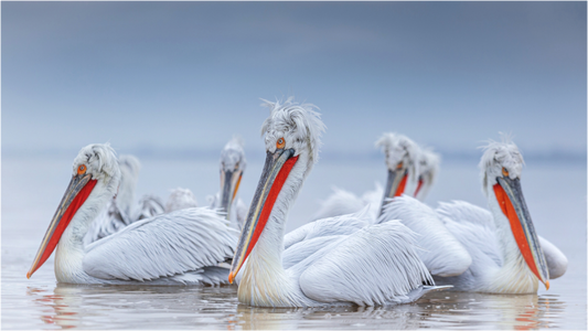 Leader of the Pack - Dalmatian Pelicans 02210