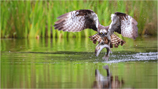 The Master Fisherman - Osprey 0761