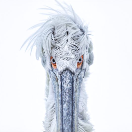 Staredown - Dalmatian Pelican 06960